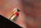 Bird - Eurasian Linnet