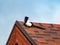 Bird the Eurasian Magpie sitting on the roof of a building with blue sky background