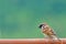 Bird (Eurasian Tree Sparrow)