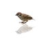 (Bird) Eurasian Tree Sparrow on white background