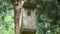 Bird Eurasian wryneck Jynx torquilla in wooden nesting box hole