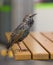 Bird, European starling, vulgaris, avian, copy space