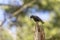 Bird. Every spring, European starlings nesting in the trees of city parks in Wisconsin