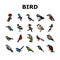 bird exotic animal nature wild icons set vector