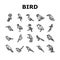 bird exotic animal nature wild icons set vector