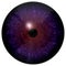 Bird eye. Animal eye with dark purple colored iris, detail view into eye bulb