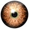 Bird eye. Animal eye with purple colored iris, detail view into eye bulb