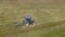 Bird eye of hay rake tractor turning the hay