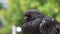 Bird eye, Pigeon closeup portrait, green summer background