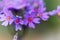 Bird eye primrose Primula farinosa