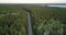 Bird eye view boreal coniferous forest with birch spots road