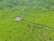 Bird Eye View by Drone of the Indian Mangrove Forest with a Couple Photographing on Wooden boardwalk, Rayong Province of Thailand