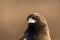 Bird eye view sharp focused closeup with details in feathers. Rufous treepie or Dendrocitta vagabunda at ranthambore national park