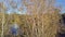 Bird eyes view of a golden birch tree in autumn