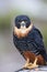 Bird Falco rufigularis sits on the edge of the roof and looks carefully into the camera