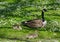 Bird family in flowering field