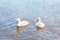 Bird family: swan cygnets, on a lake.