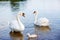 Bird family: swans and cygnet, on a lake