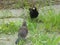 Bird father feeding his grown-up offspring, Eurasian blackbird Turdus merula