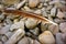 Bird Feather on Beach Pebbles