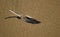 Bird feather on beach sand in the Crystal Cove State Park.