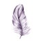 Bird feather. Realistic Hand drawn illustration with pencil on white background. Violet.