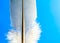 bird feather standing on a blue background