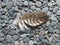 Bird feather on stones