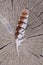 Bird feather wooden stub background