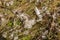 Bird feathers scattered across the grass.