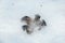 Bird feathers on snow. survival in the wild