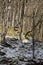 bird feeder and early spring in the forest. Tree trunks, young grass and remnants of snow on a sunny day.