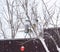 Bird feeder with great tit Parus major. Plastic bird feeder for the feeding birds with christmas ball on the garden tree.