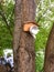 Bird feeder made from the teapot