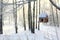 Bird Feeder in Winter Forest