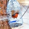 Bird feeder. Winter, Western Siberia, Russia