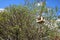 Bird feeder wooden simple one on top of the tree in summer