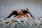 Bird feeding behaviour in rocky mountain. Hunter with catch. Golden eagle in grey stone habitat. Fox carcass. Golden Eagle, Aquila