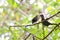 Bird feeding birds on the branches