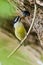 Bird feeding chick, South Africa