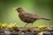 Bird - female Blackbird Turdus pilaris on the forest puddle amazing warm light sunset sundown