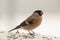 Bird: Female bullfinch