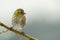 Bird Female siskin (Carduelis spinus)