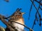 Bird fieldfare sitting on a branch in a sunlight