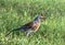 Bird fieldfare, Turdus pilaris, on the grass in the park
