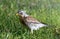 Bird fieldfare, Turdus pilaris, on the grass in the park