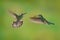 Bird fight. Flying female hummingbird White-necked Jacobin, Florisuga mellivora, from Costa Rica, clear green background. Action