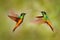 Bird fight. Hummingbird Golden-bellied Starfrontlet, Coeligena bonapartei, with long golden tail, beautiful action flight scene