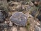 Bird Figure Petroglyph