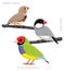 Bird Finch Set Cartoon Vector Illustration